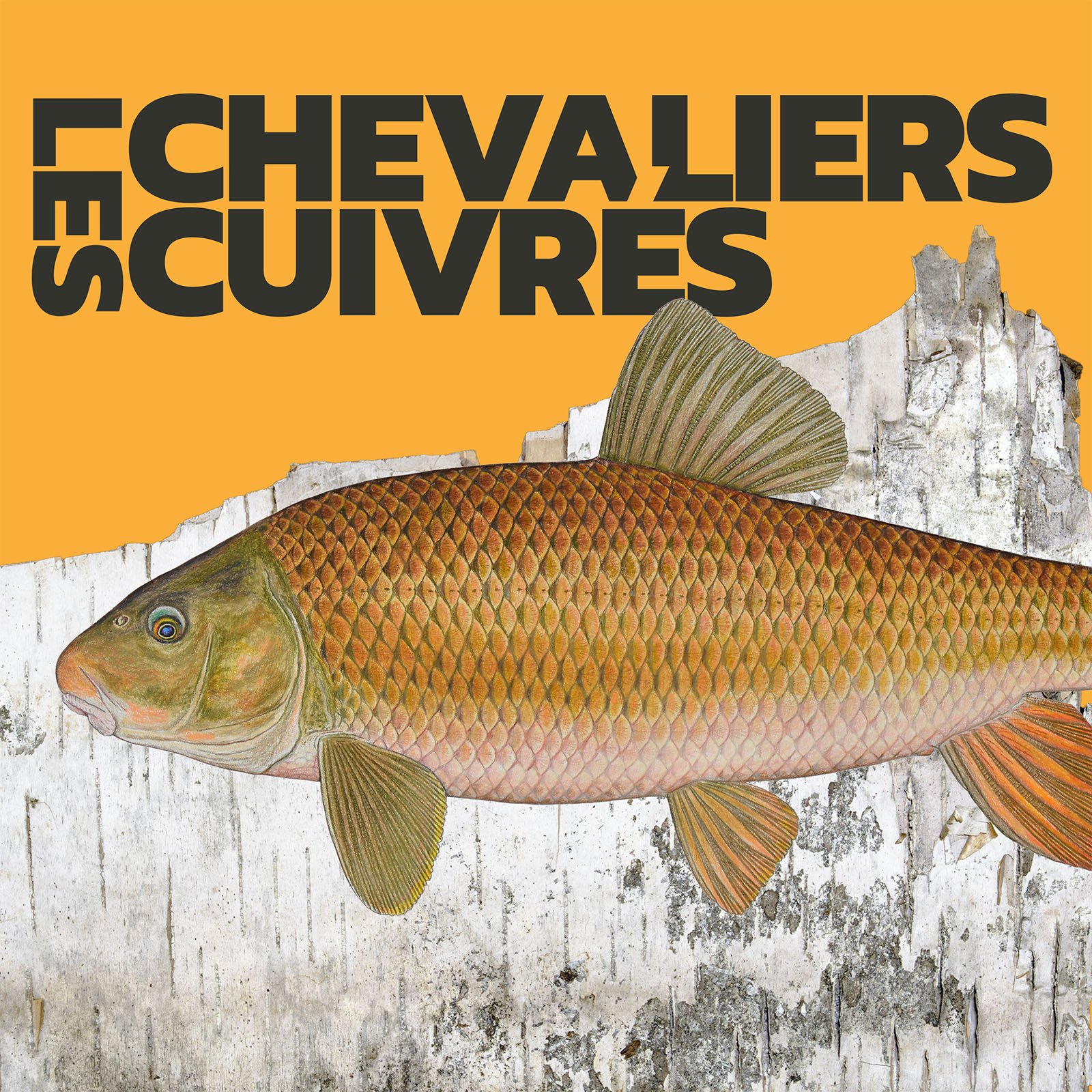 Les chevaliers cuivrés
