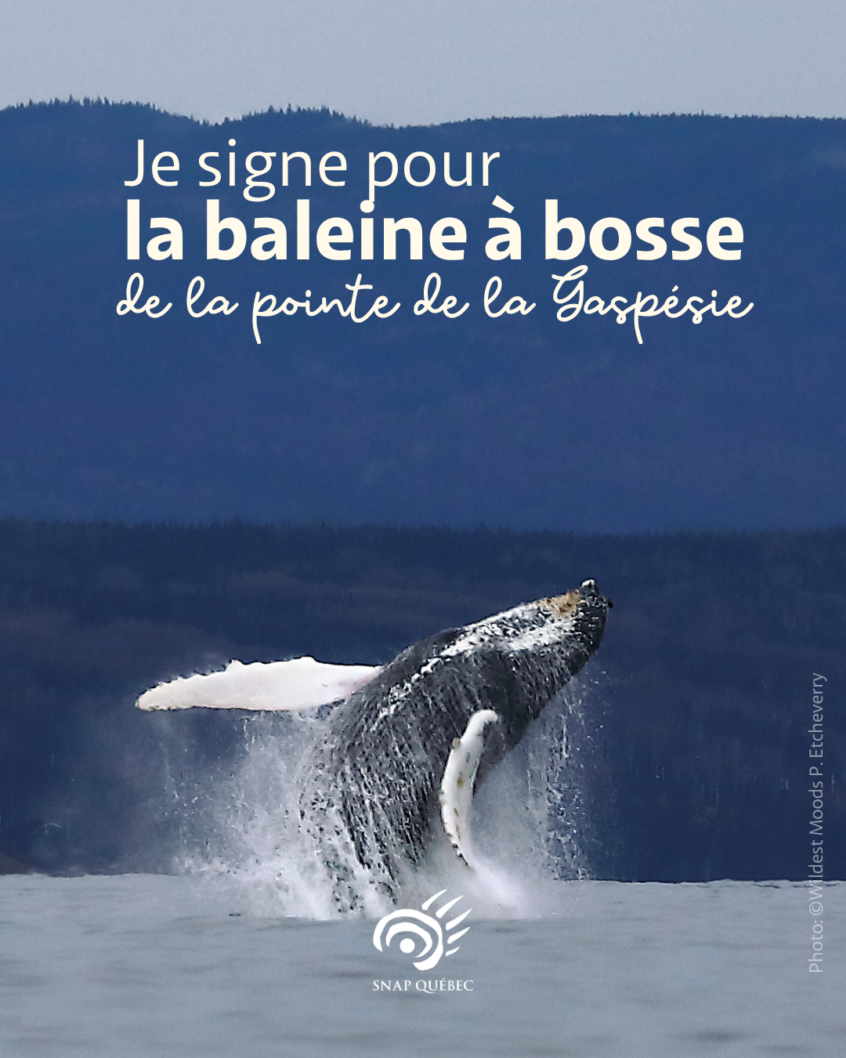 Je_signe_baleine_bosse Je signe pour la baleine à bosse de la Pointe de la Gaspésie