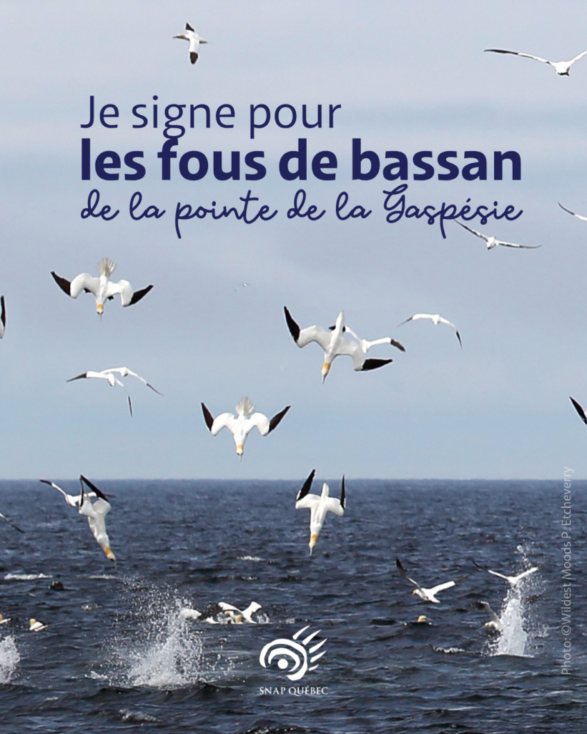 Je_signe_fous_bassan Je signe pour les fous de bassan de la Pointe de la Gaspésie