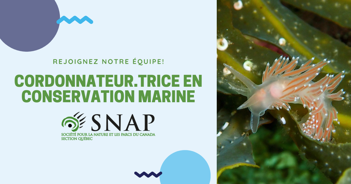Featured image for “Offre d’emploi : Cordonnateur.trice en conservation marine”