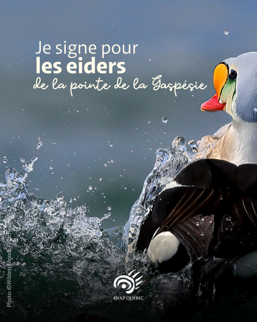 je_signe_eiders Je signe pour les eiders de la Pointe de la Gaspésie