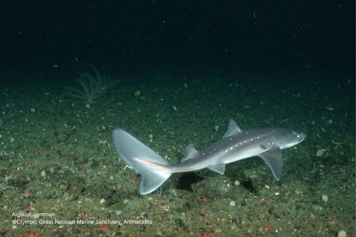 Aiguillat commun ©Olympic Coast National Marine Sanctuary, AnimaliaBio