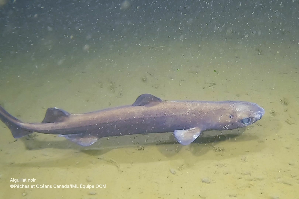 Aiguillat noir ©Pêches et Océans Canada/IML Équipe OCM