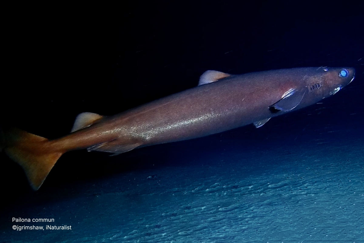Pailona commun ©jgrimshaw, iNaturalist