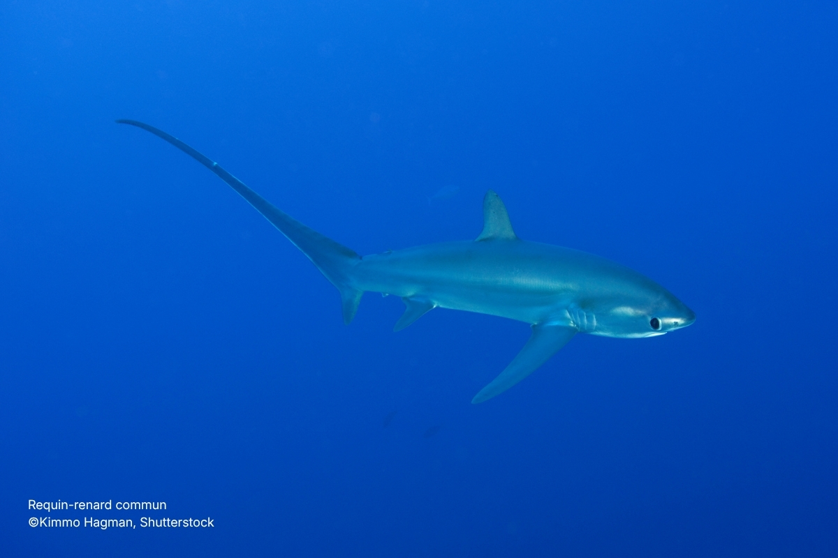 Requin-renard commun ©Kimmo Hagman, Shutterstock