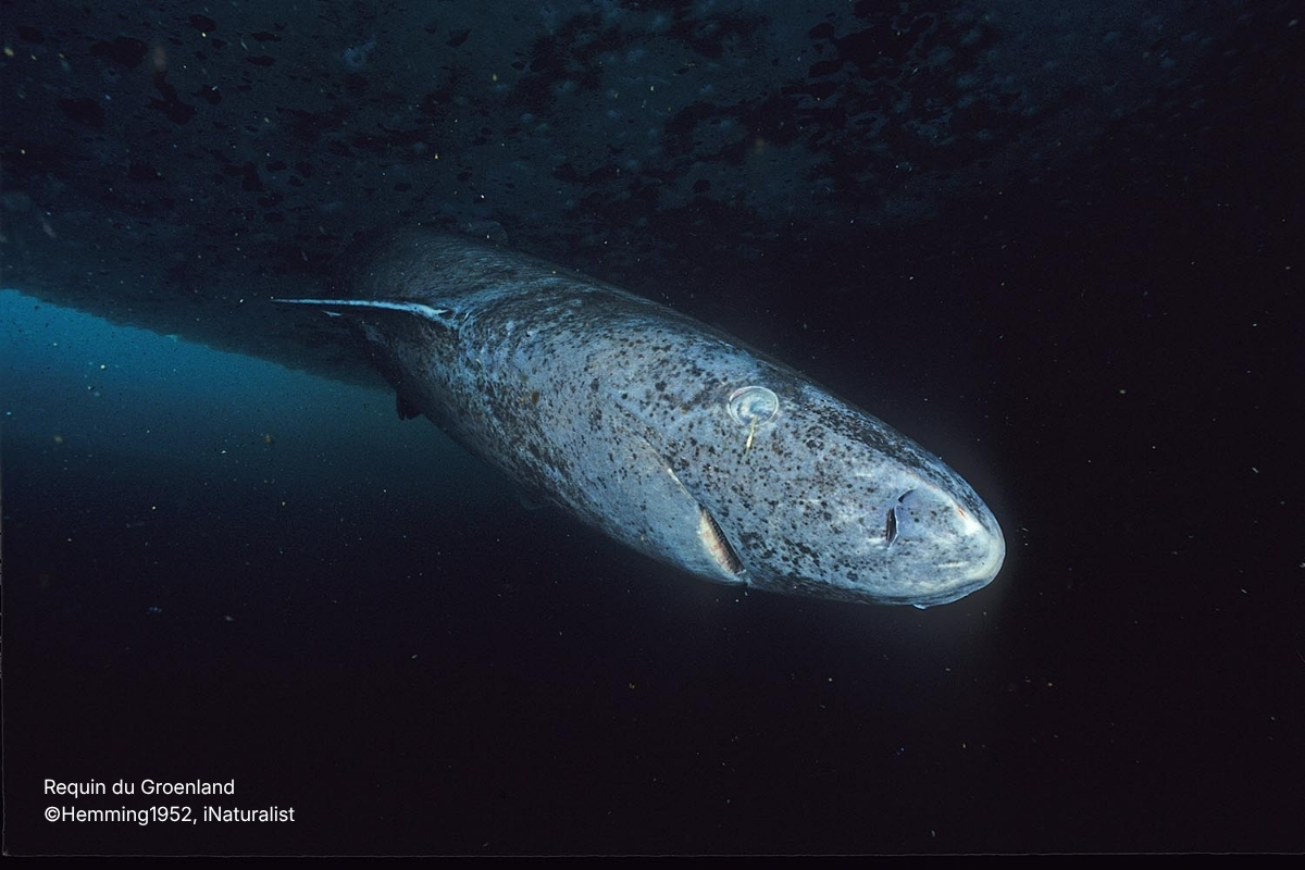 nRequin du Groenland ©Hemming1952, iNaturalist