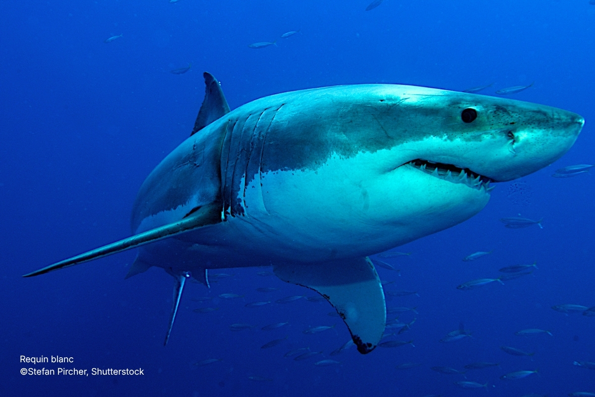 Requin blanc ©Stefan Pircher, Shutterstock