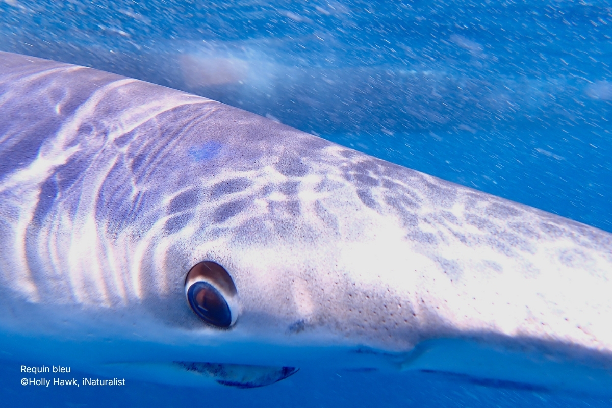 Requin bleu ©Holly Hawk, iNaturalist