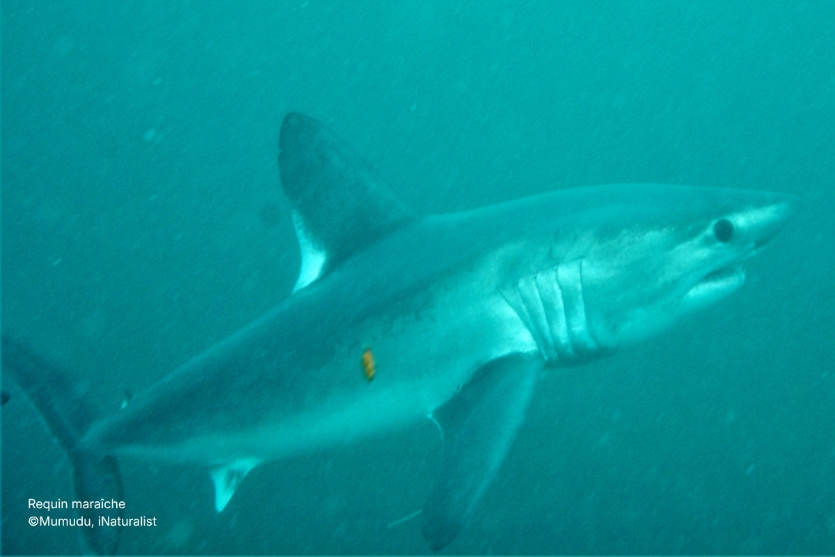 Requin maraîche ©Mumudu, iNaturalist