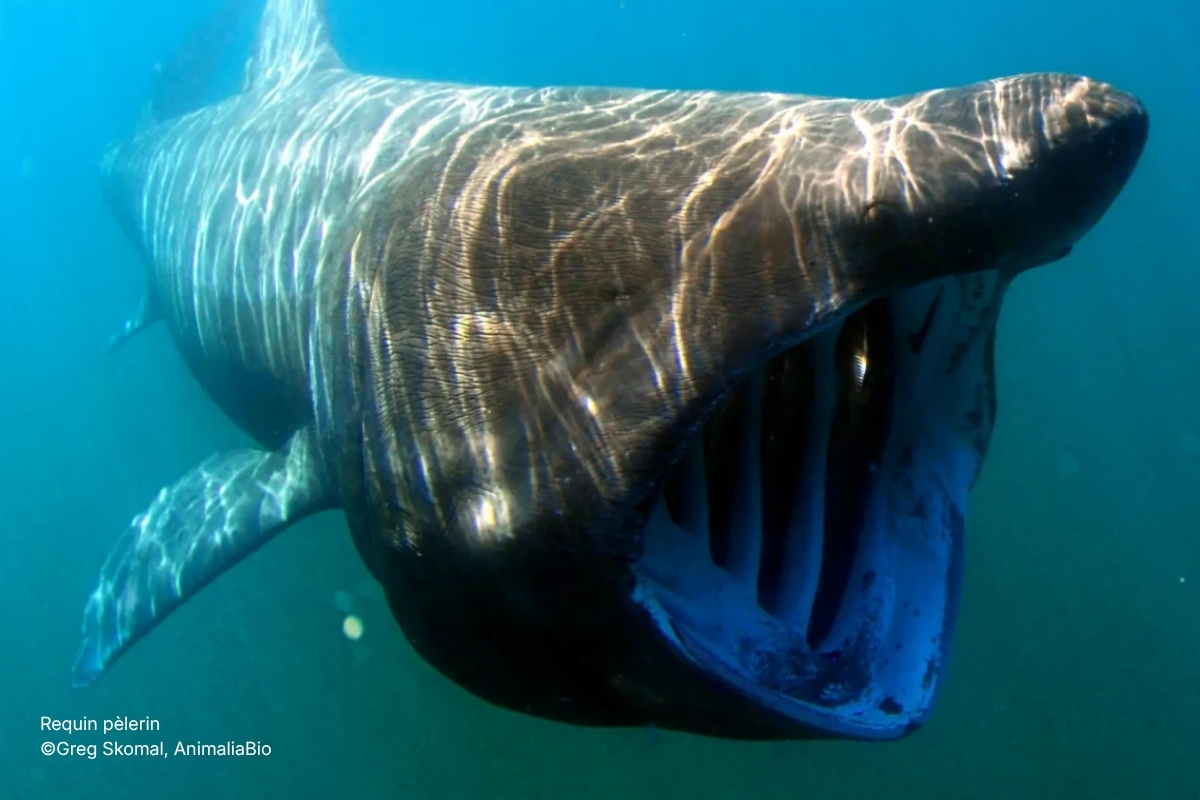 Requin pèlerin ©Greg Skomal, AnimaliaBio